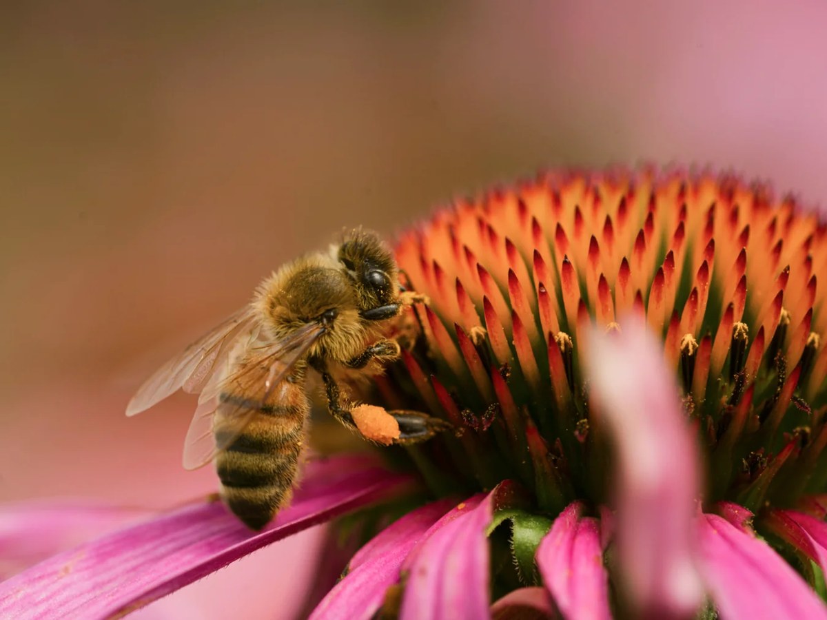 Naturaleza y cultivo responsable